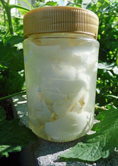 DIY Calcium Fertilizer In Plastic Jar
