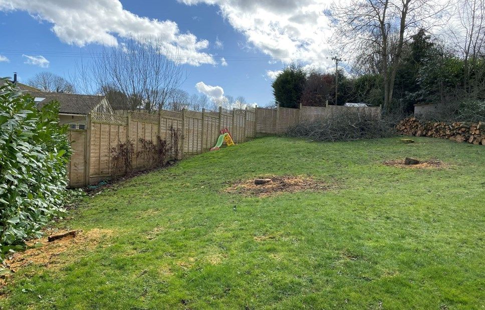 The remains of three apple trees felled in Blockley