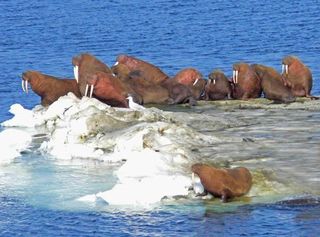 walruses, fun animal facts