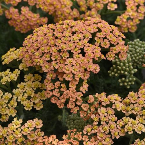 New Vintage Terracotta Yarrow