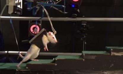 Using a cocktail of chemicals, electrodes, and a harness, scientists were able to help rats rehabilitate their spines and walk again.