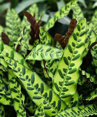 Rattlesnake plant leaves