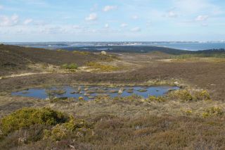 AB3YDD Studland Heath a biologically important heathland reserve on the Isle of Purbeck Dorset