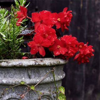 Red begonias growing in a stone urn