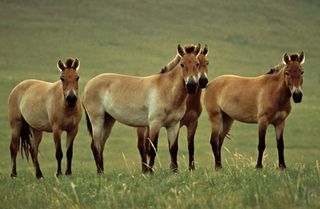 A photo of four wild Przewalski's horses standing up.