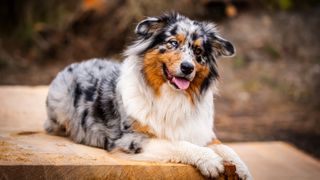 Australian Shepherd Dog