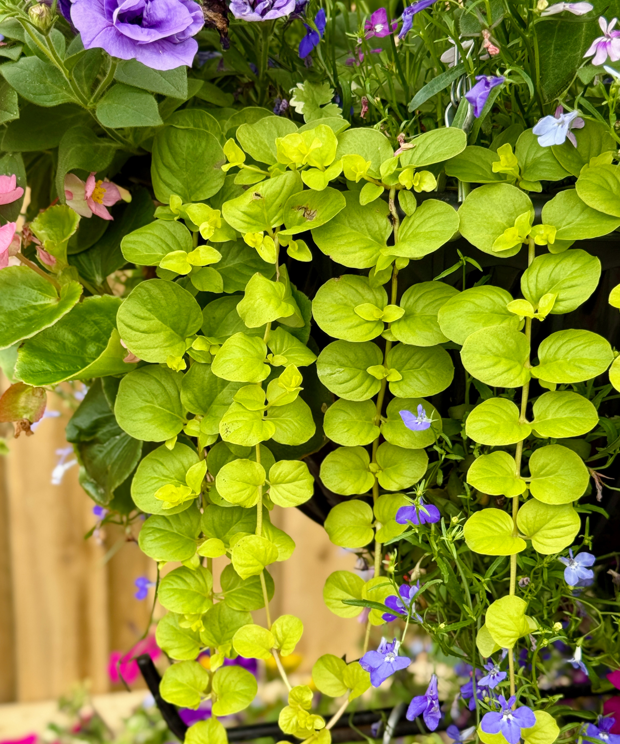 Creeping Jenny trailing plant (Lysimachia) growing in a hanging basket