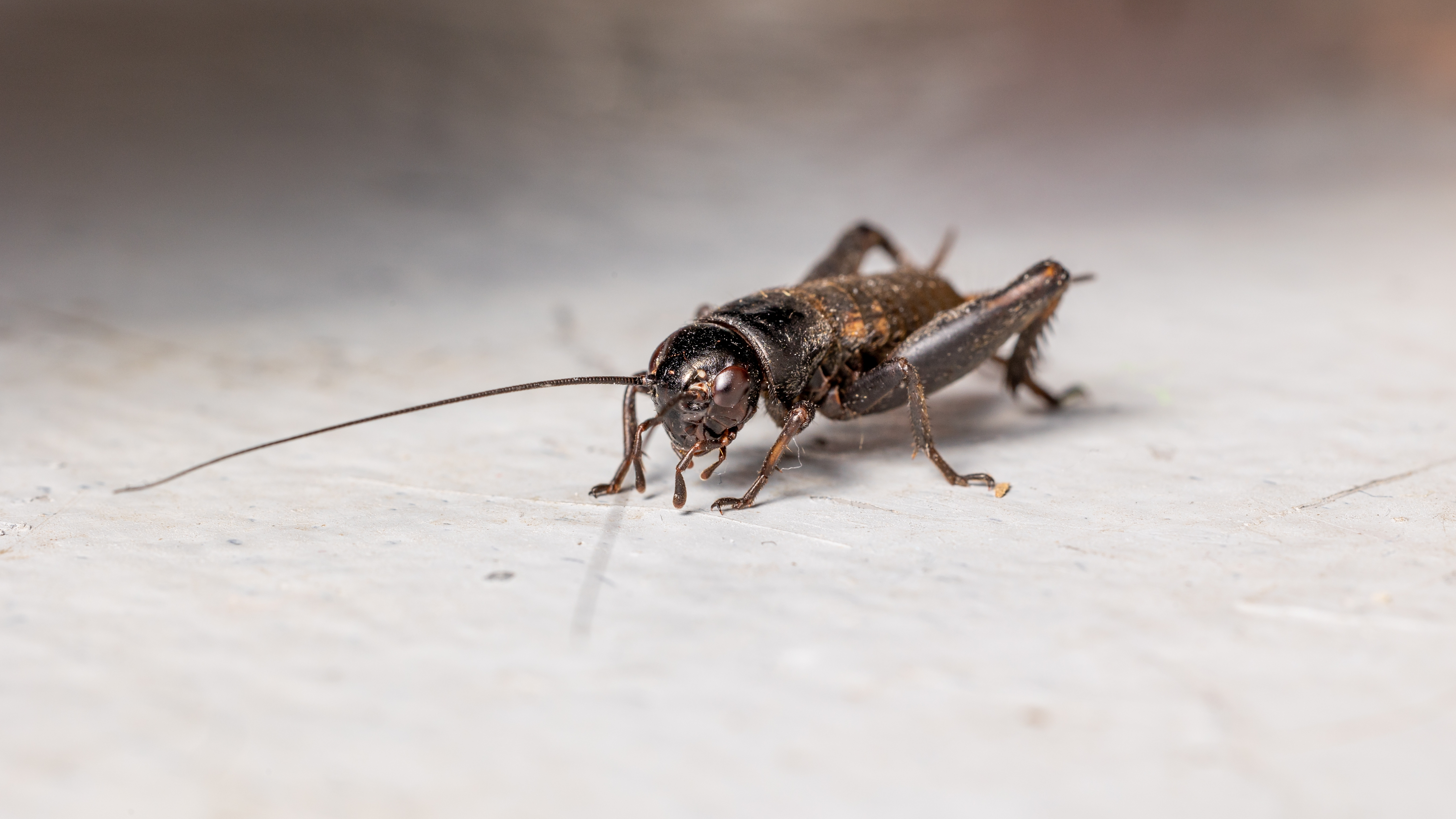 House cricket on floor