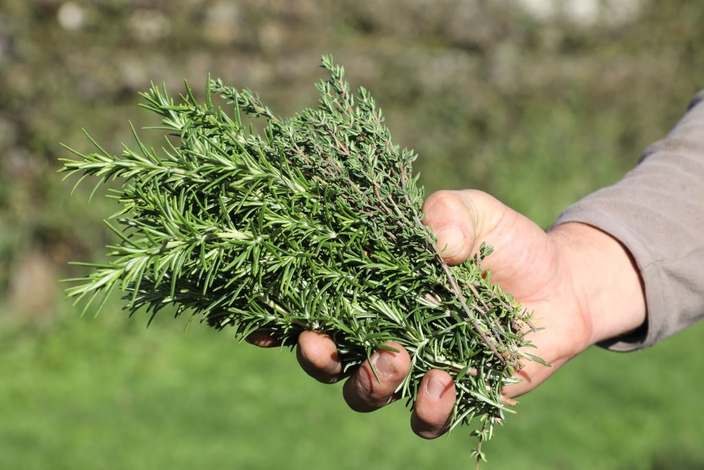 How to grow rosemary follow our stepbystep guide to growing this