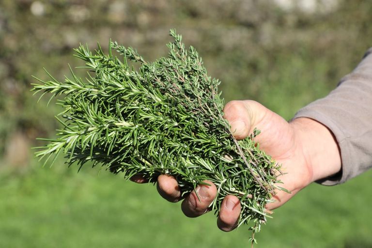 How to grow rosemary follow our stepbystep guide to growing this tasty herb Gardeningetc