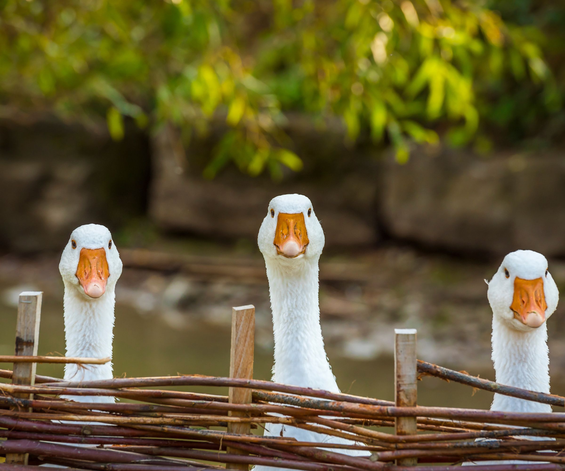 Geese