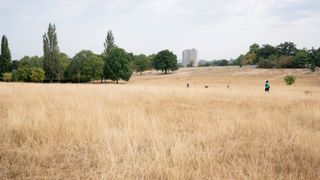 Parched grass in Brockwell Park during the UK drought
