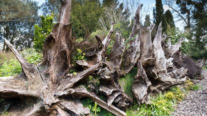 Several dead stumps in a stumpery