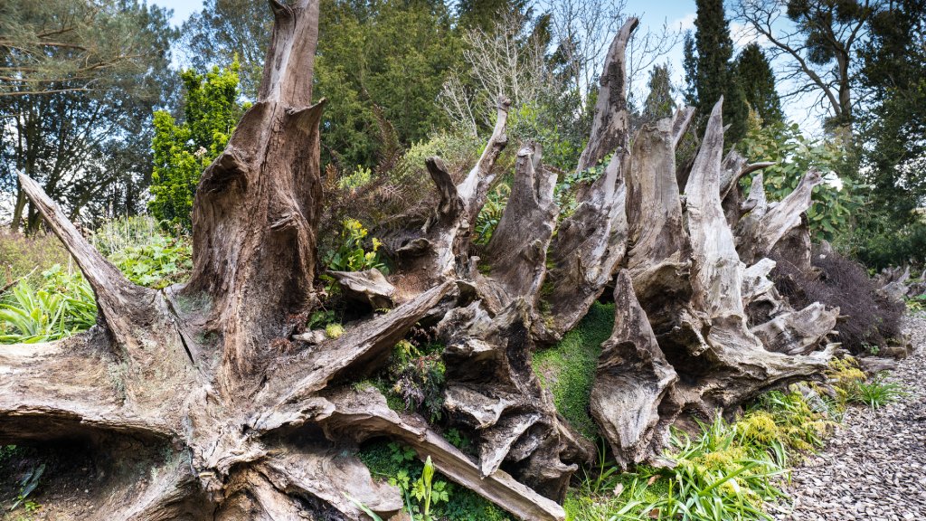 Stumpery Garden Ideas: Lovely Ways To Transform Logs | Gardening Know How