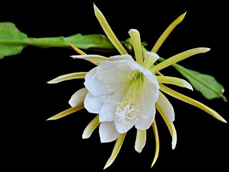 White Night Blooming Cereus Plant