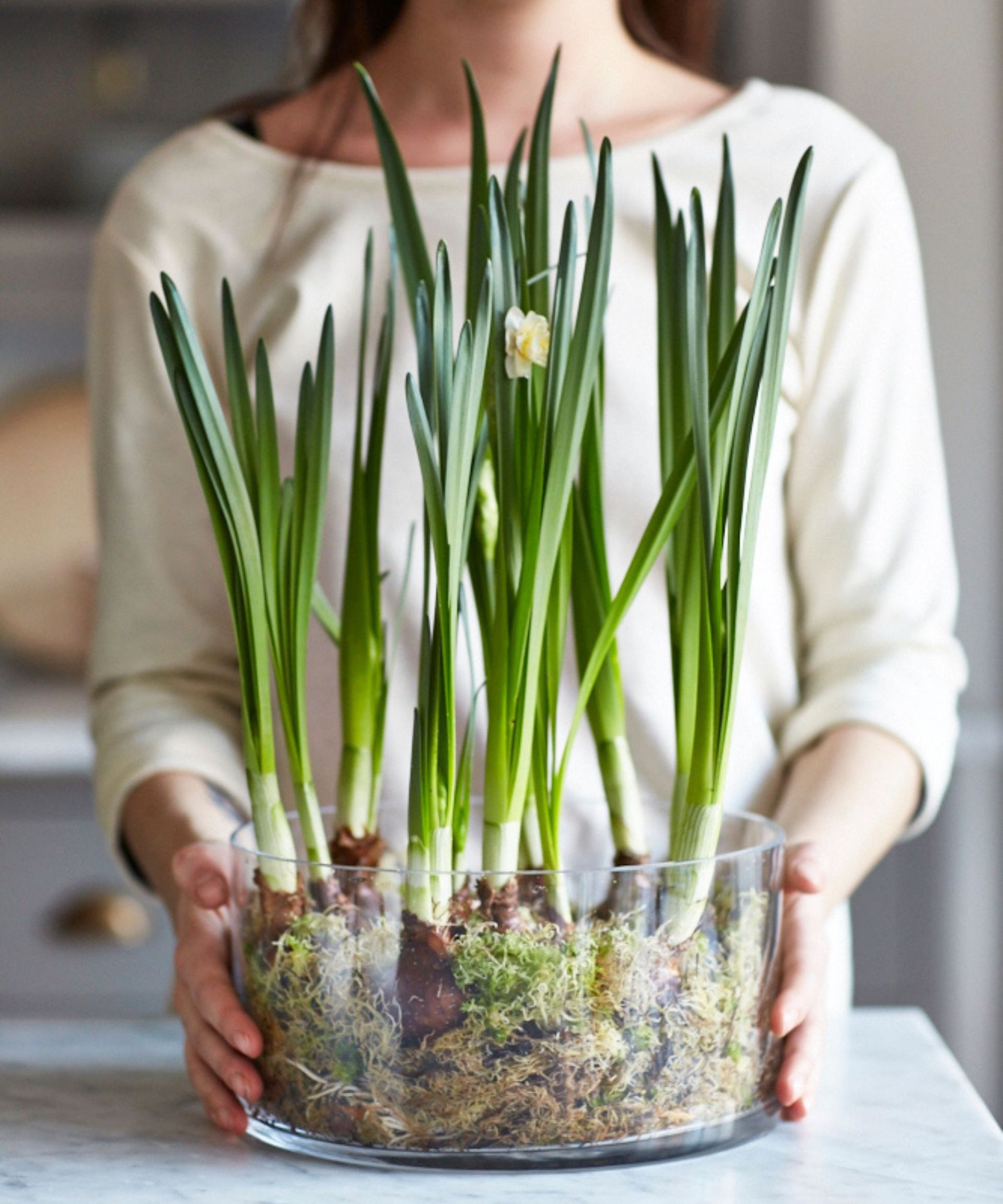 Woman holding a circular clear glass planter filled with daffodil bulbs and moss, with the tall green stems showing above