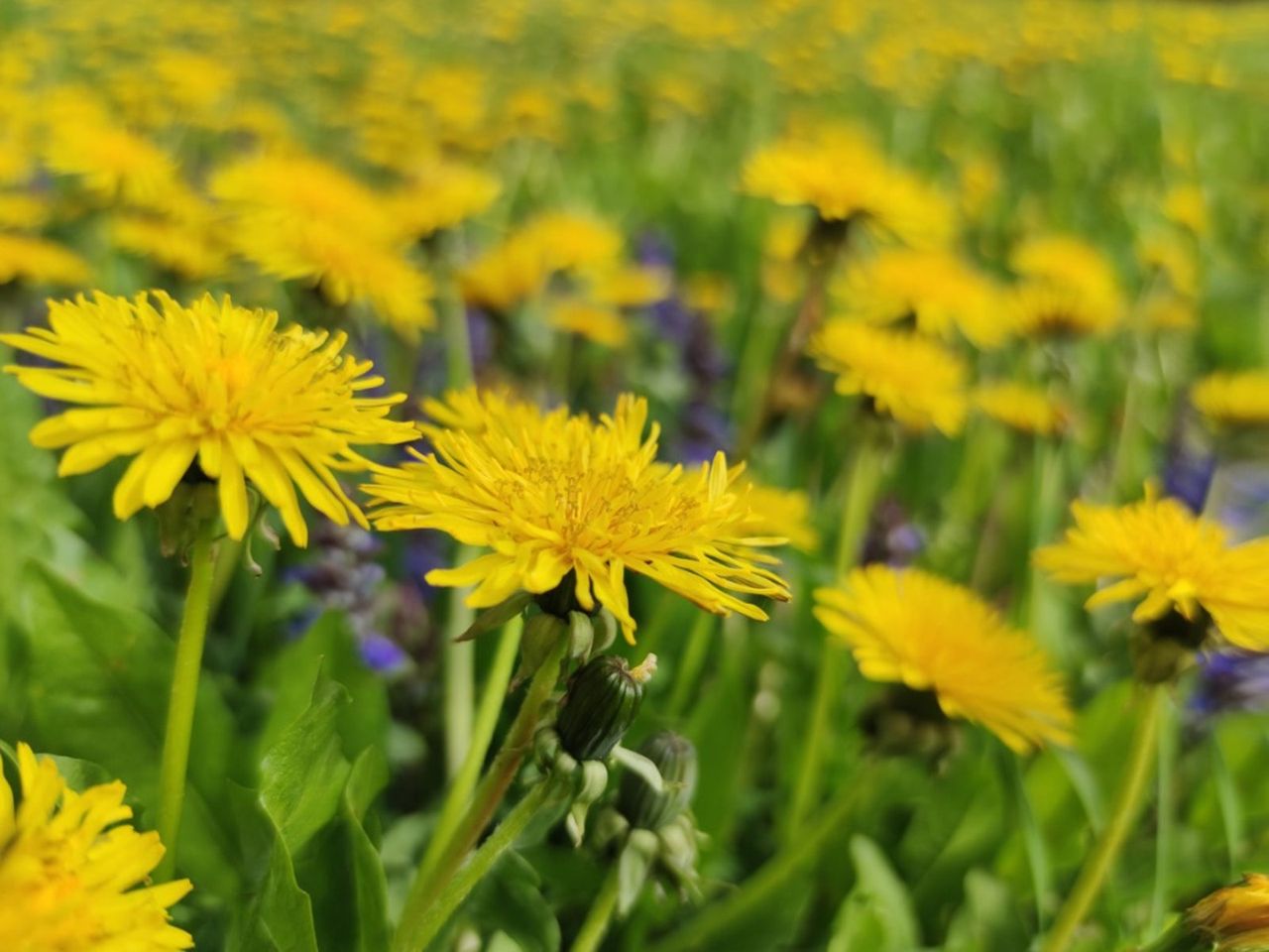 Field Of Dandelions