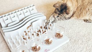 Cat eating with puzzle feeder