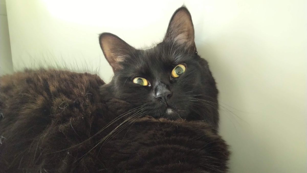 With poorer light, detail is lost in the cat&rsquo;s fur, and there&rsquo;s some strange ghosting above the fur between the ears and above the back fur. The white wall again looks greenish.