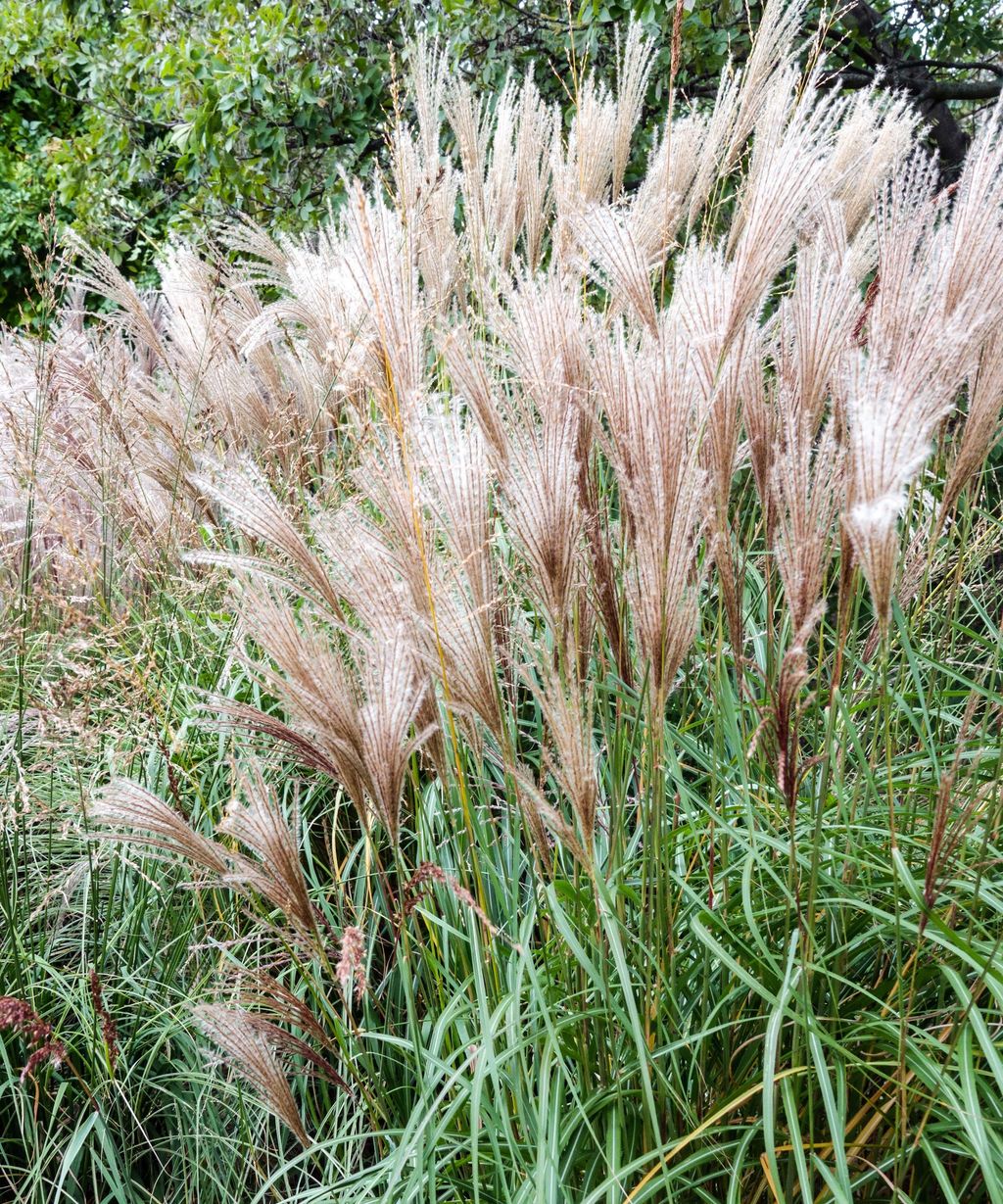 Best miscanthus varieties: 15 of the top ornamental grasses | Homes ...