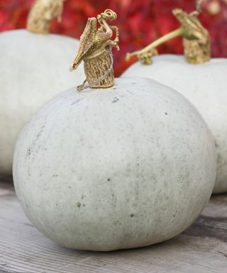 A harvested Crown Prince squash