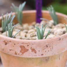 propagate lavender cuttings in pot