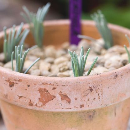 propagate lavender cuttings in pot