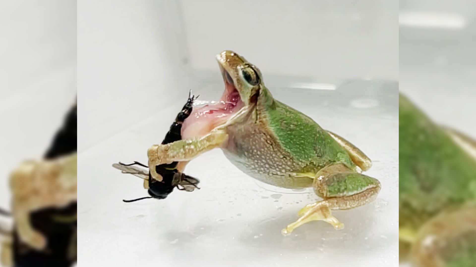 A light green tree frog opens its mouth wide to spit out black-colored wasp it was attempting to eat; the wasp has two long, skinny spikes sticking out on either side of its genitals