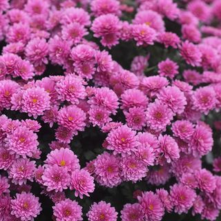 pink chrysanthemums in yard