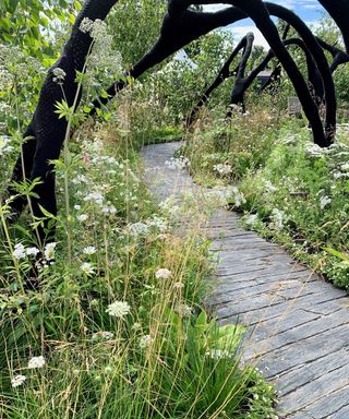 path and wild planting in Ryan McMahon's 'Connections' garden
