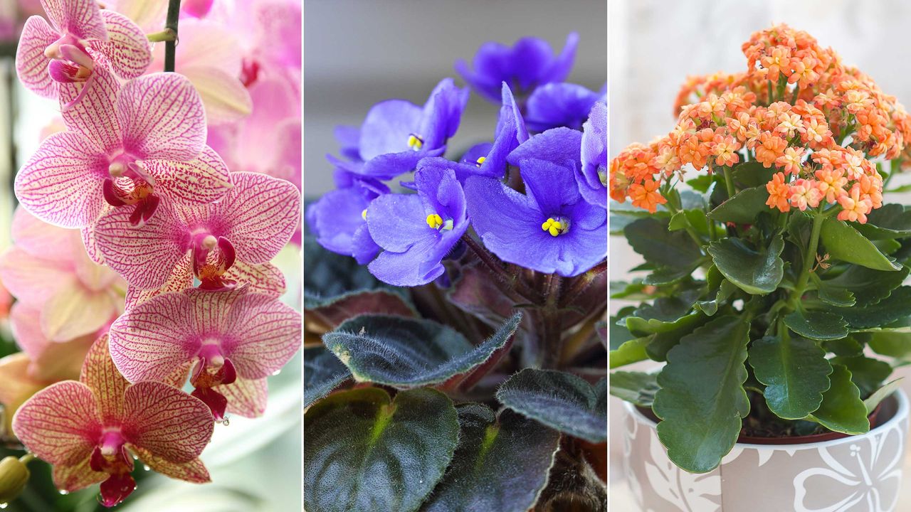 Composite image of best indoor flowering houseplants – pink moth orchid, African violets, and orange kalanchoe