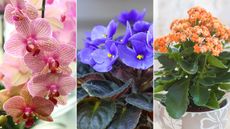 Composite image of best indoor flowering houseplants – pink moth orchid, African violets, and orange kalanchoe