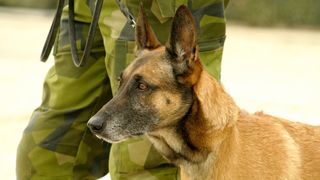 Military dog