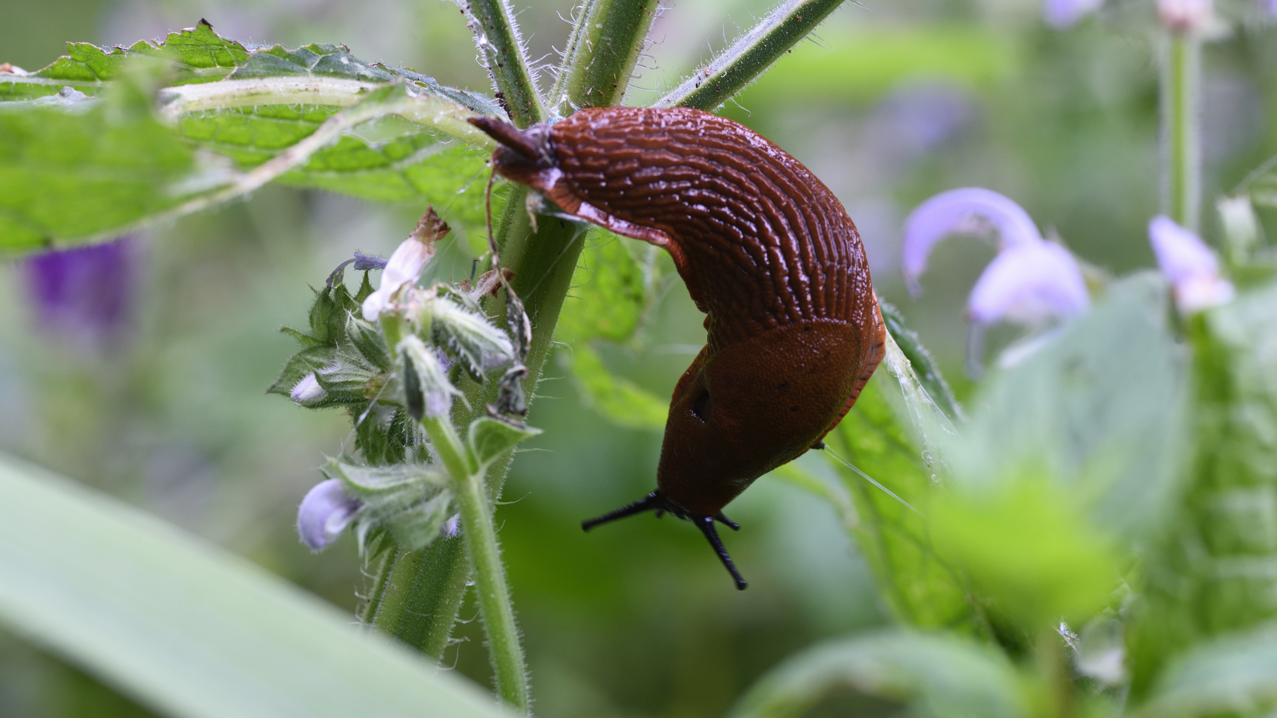 Experts urge gardeners to spread this natural material in their garden in May to deter slugs – it has so many more benefits, too