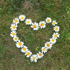 Daisies arranged in a heart shape on a lawn with brown and patchy grass