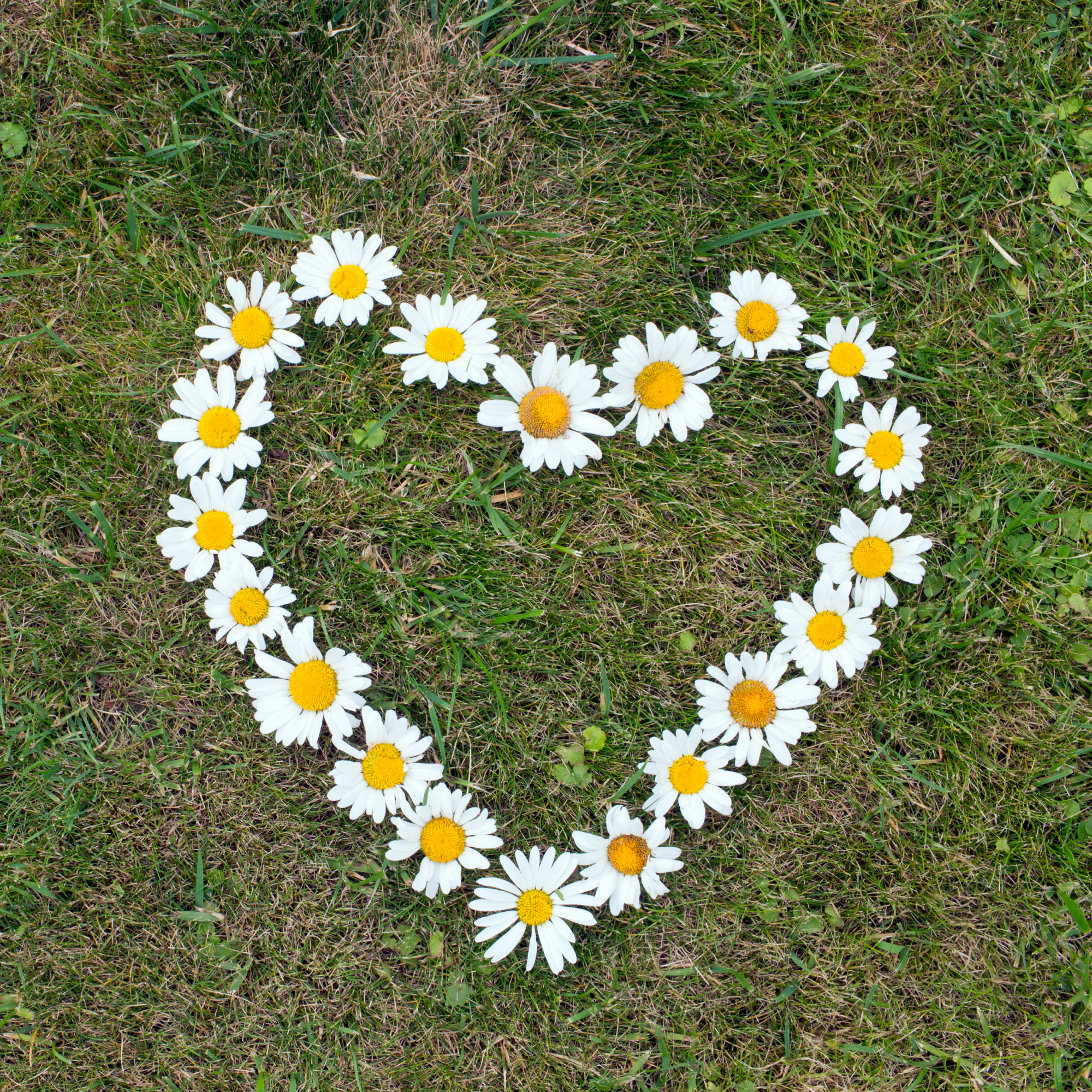 Daisies arranged in a heart shape on a lawn with brown and patchy grass