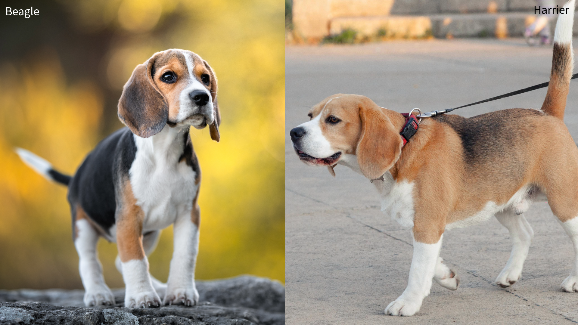 Collage of a Beagle and Harrier dog