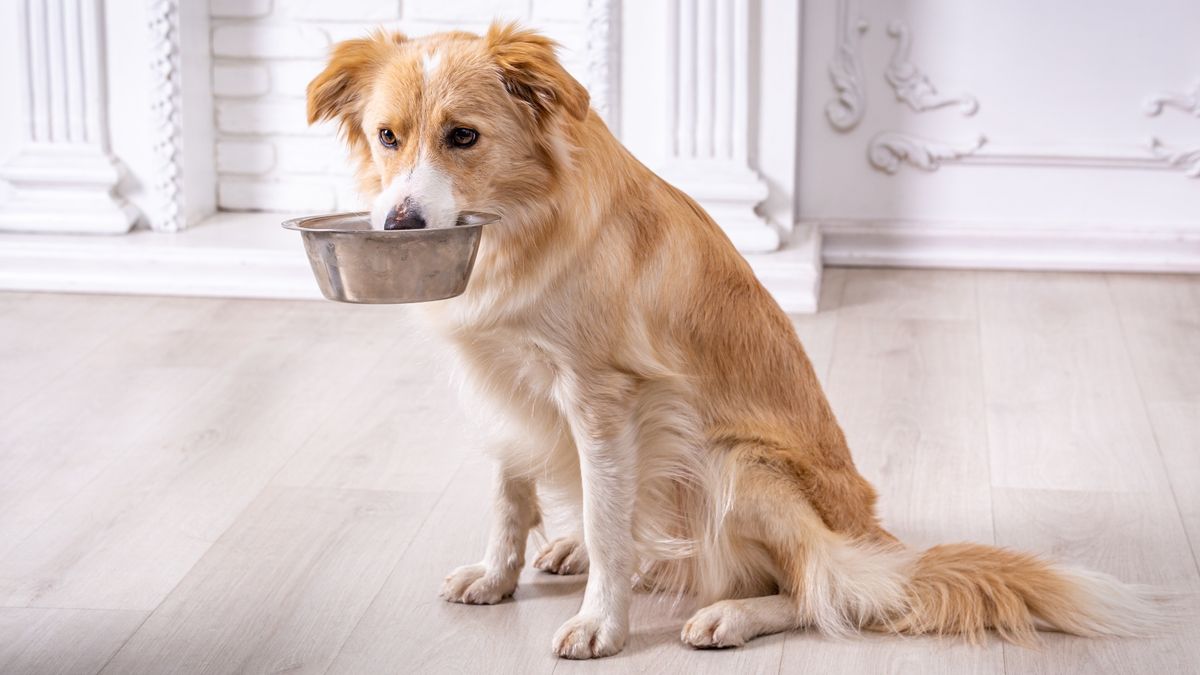 Dog holding food bowl in mouth