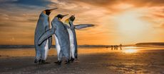 Three Kings by Wim Van Den Heever, South Africa Wim came across these king penguins on a beach in the Falkland Islands just as the sun was rising. They were caught up in a fascinating mating behaviour – the two males were constantly moving around the female using their flippers to fend the other off.