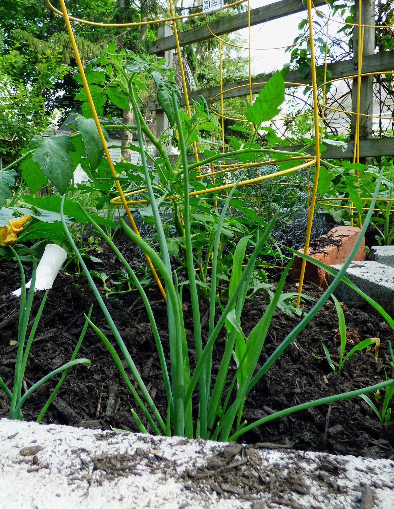 Garlic Planted Near Tomatoes In The Garden