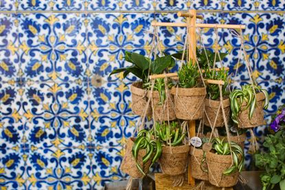 how to care for spider plants grouped together with decorative tiles