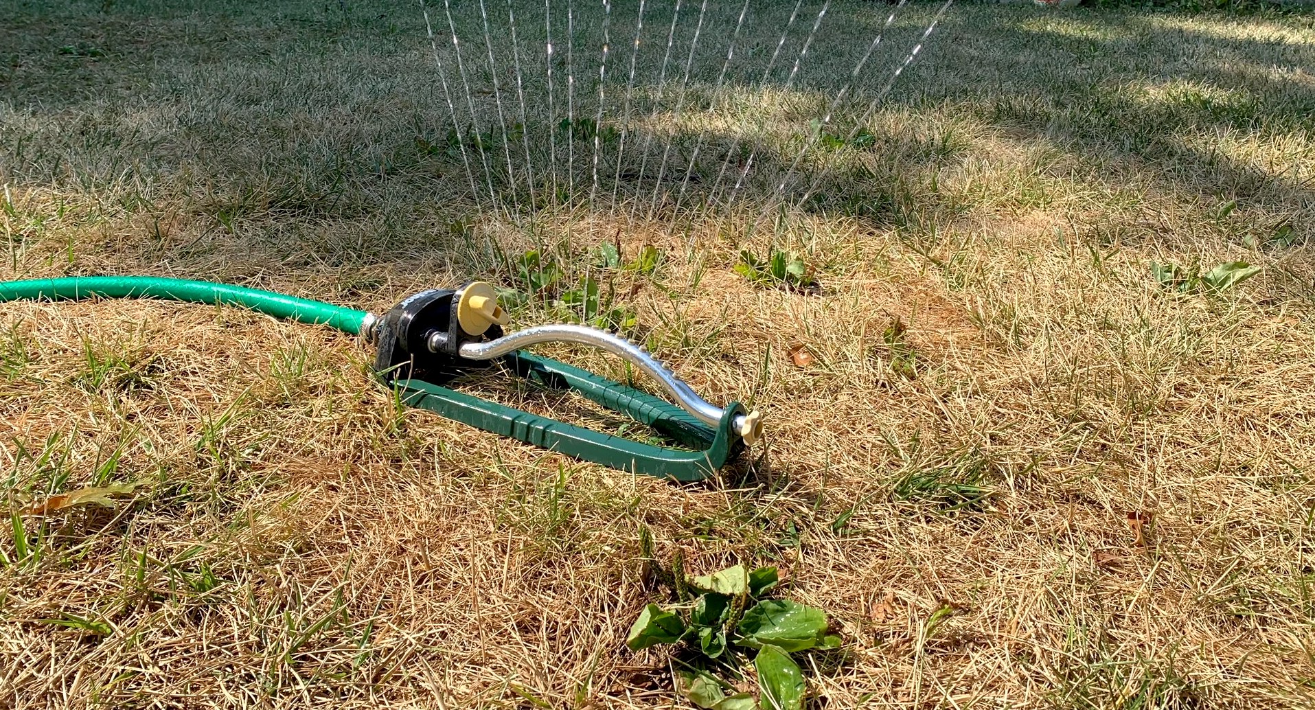Dry grass being watered