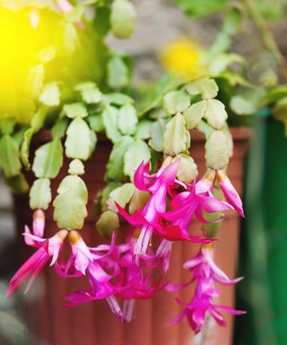 small potted Christmas cactus with pink flowers