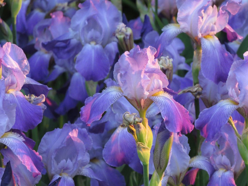 How to grow irises Homes & Gardens