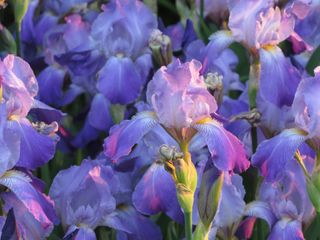 lots of purple iris blooms