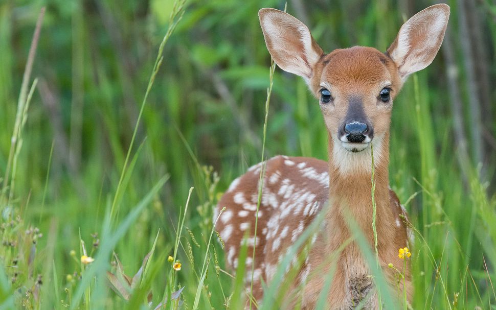 Google wildlife что это