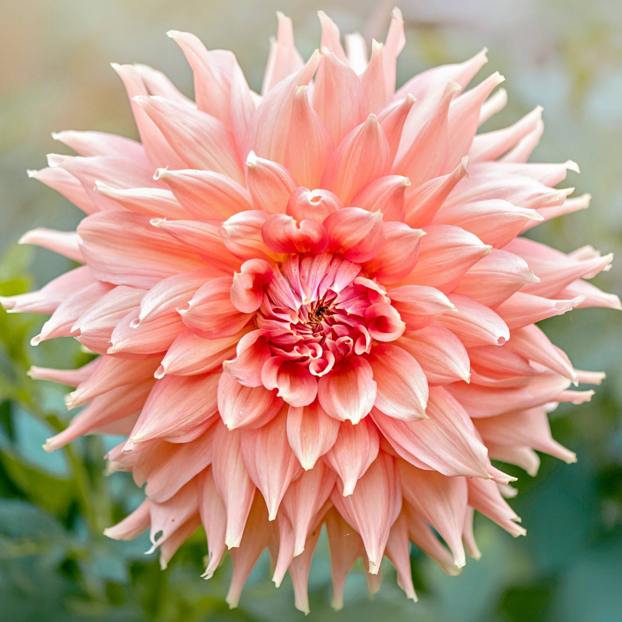 Close up of pink dahlia