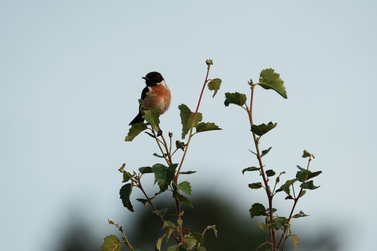 A stonechat perched on a branch in a nature reserve, photographed with a supertelephoto lens of a Sony camera