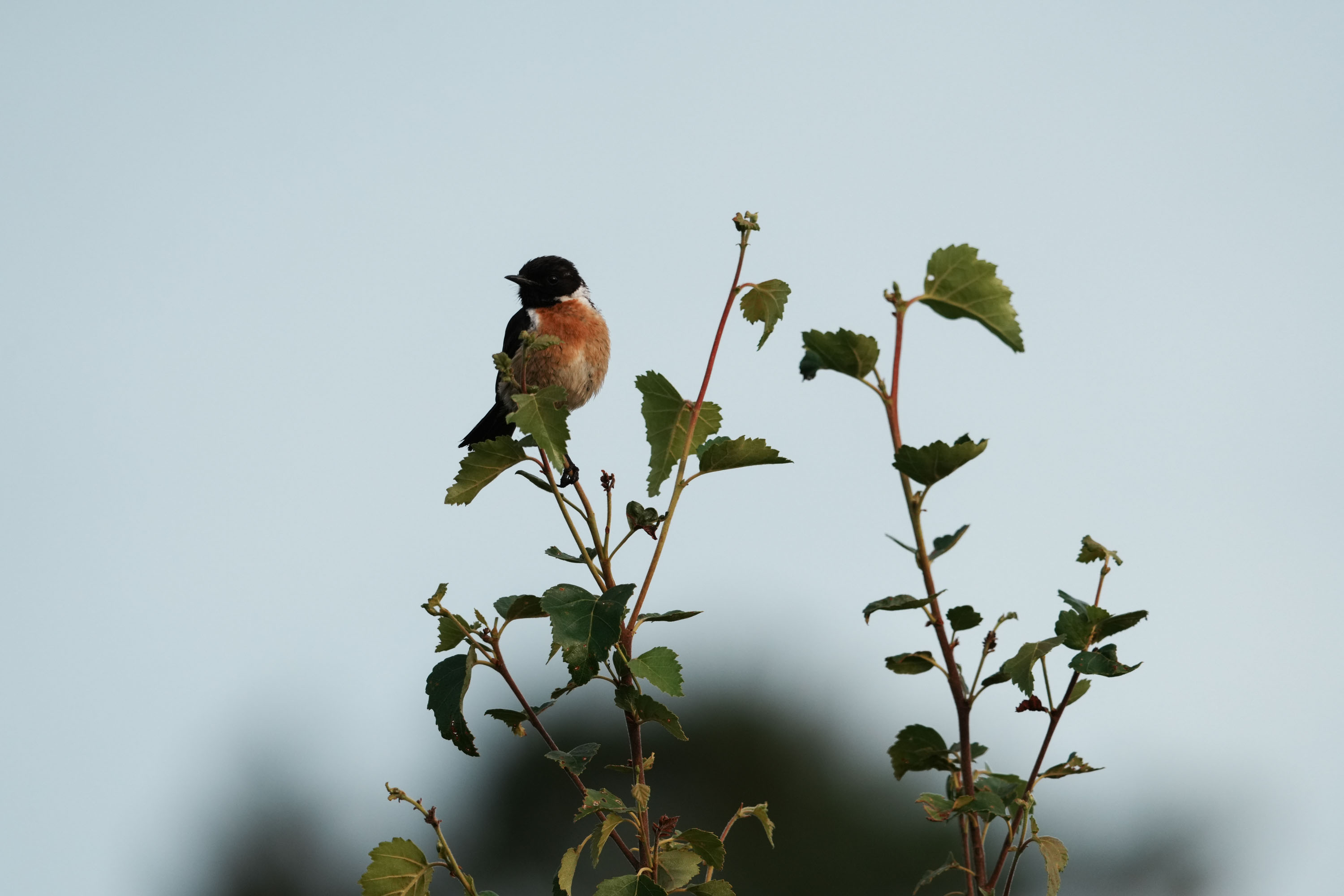 A stonechat perched on a branch in a nature reserve, photographed with a supertelephoto lens of a Sony camera