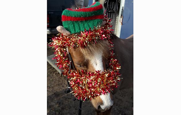 Miss Ellie all dressed up for some Christmas showjumping